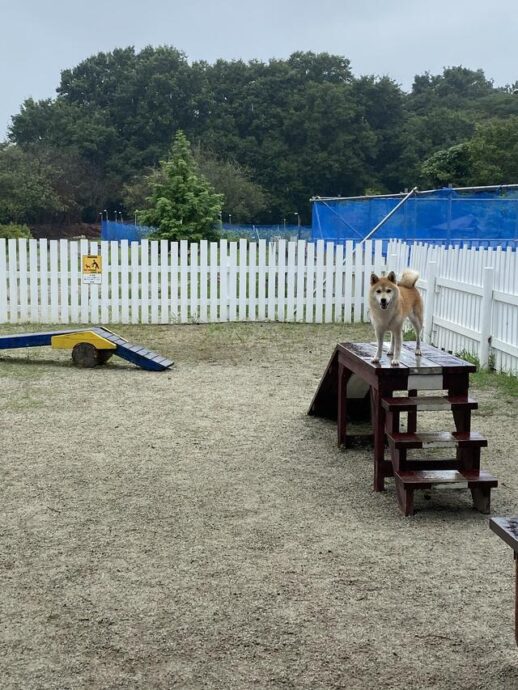 栃木県【キャンプアンドキャビンズ那須高原】